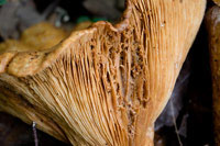 Close Up of a mushroom